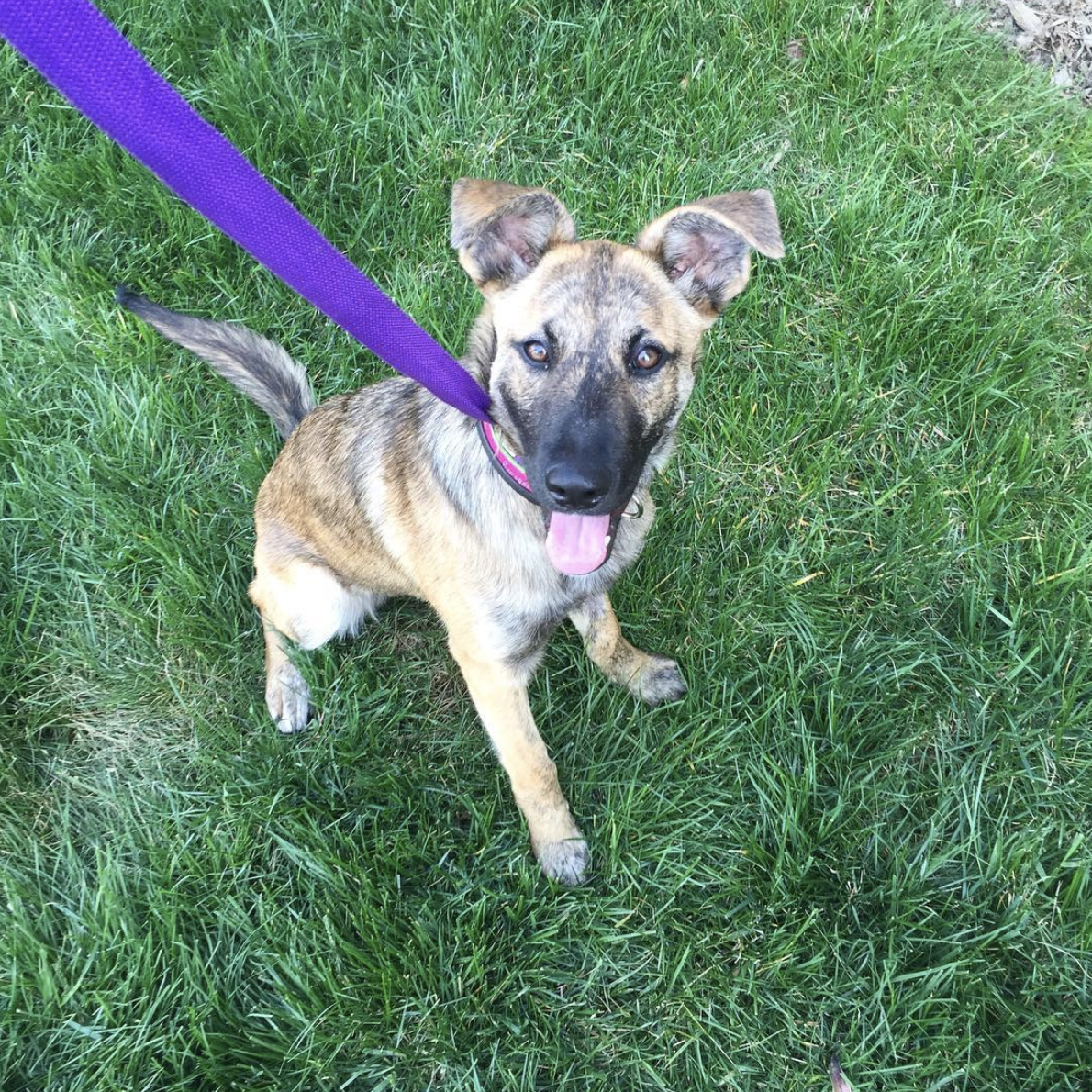 Screen Shot 2018-04-15 at 9.52.17 AM.png